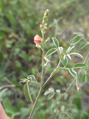Indigofera trita scabra