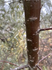 Hippophae