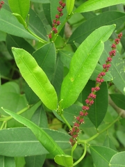 Sapium glandulosum