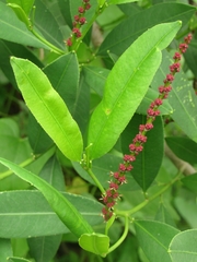 Sapium glandulosum
