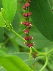 Sapium glandulosum