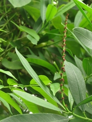 Sapium glandulosum