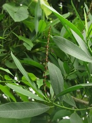 Sapium glandulosum