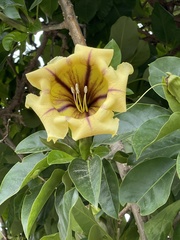 Solandra maxima