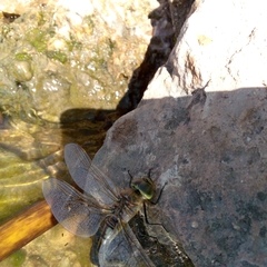 Anax ephippiger
