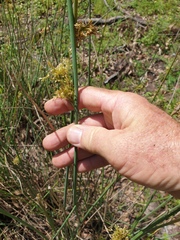 Juncus continuus