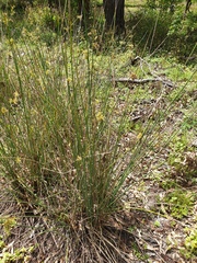 Juncus continuus