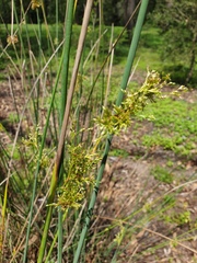 Juncus continuus