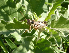 Melanoplus plebejus
