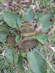 Dorstenia brasiliensis