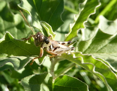 Melanoplus plebejus