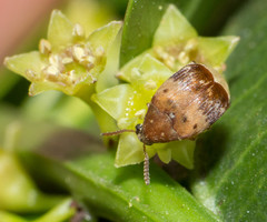 Sennius lateapicalis