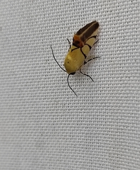 Eusceptis irretita