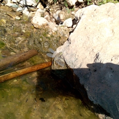 Anax ephippiger