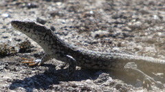 Podarcis guadarramae