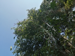 Bignonia diversifolia