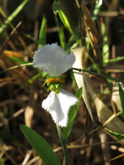 Dalechampia caperonioides