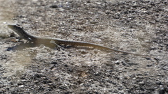 Podarcis guadarramae