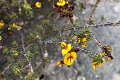 Pultenaea densifolia