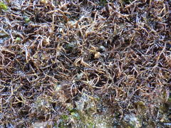 Chondracanthus acicularis