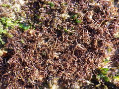 Chondracanthus acicularis