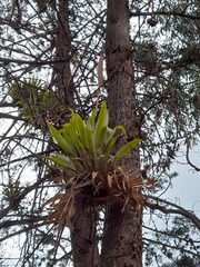 Tillandsia walteri