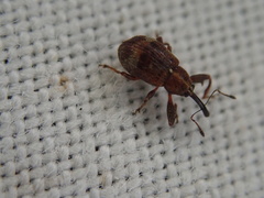 Anthonomus bituberculatus