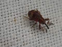 Anthonomus bituberculatus