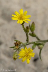 Croptilon rigidifolium