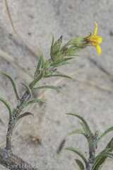 Croptilon rigidifolium