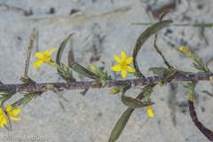 Croptilon rigidifolium