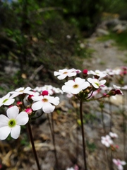 Androsace strigillosa