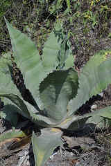 Agave asperrima
