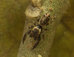 Naubolus