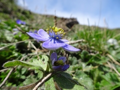 Anemonastrum obtusilobum
