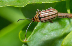 Disonycha bicarinata