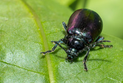 Macrohaltica transversa