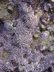 Lithophyllum byssoides
