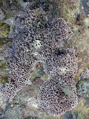 Lithophyllum byssoides