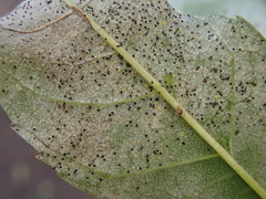 Phyllactinia fraxini