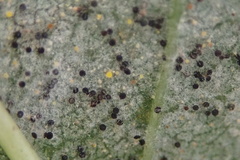 Phyllactinia fraxini