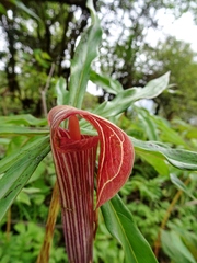 Arisaema erubescens
