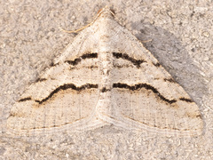 Digrammia imparilata