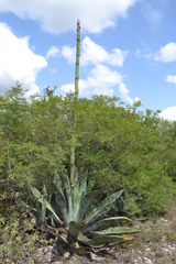 Agave asperrima