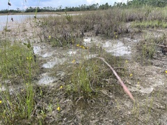 Utricularia cornuta image
