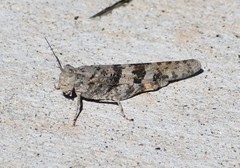 Trimerotropis schaefferi