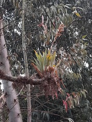 Tillandsia walteri