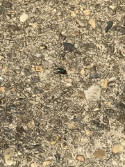 Diptera