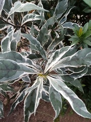 Graptophyllum