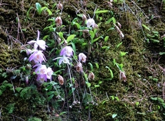 Pleione hookeriana